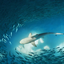 Galapagos Shark with School of fish_STOCK