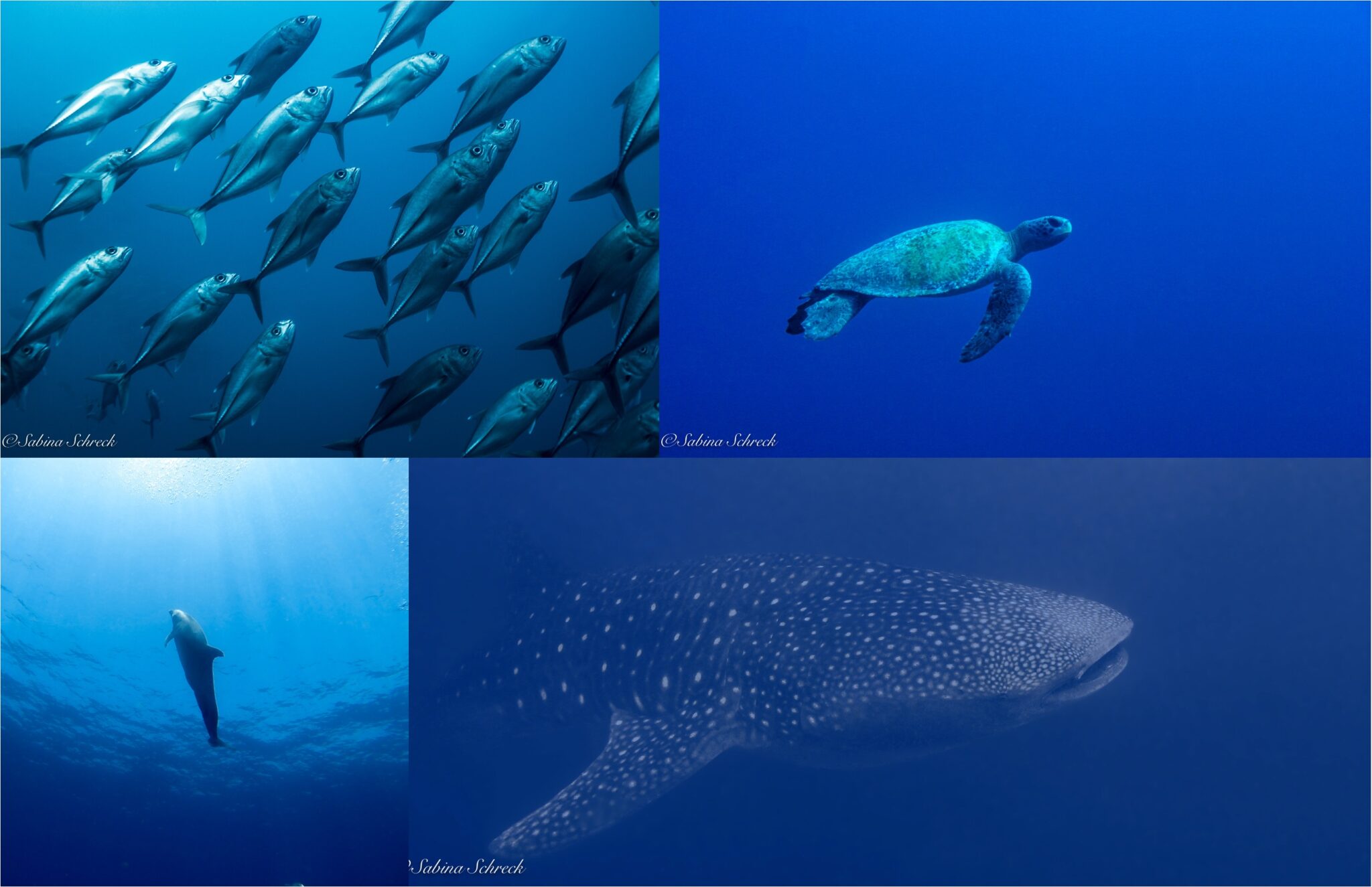 WildAid and MigraMar Partner with Panama to Stop Illegal Fishing in the ...