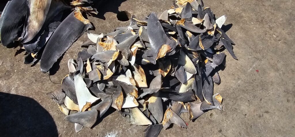 A pile of shark fins seized from an illegal fishing vessel.