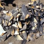 A pile of shark fins seized from an illegal fishing vessel.